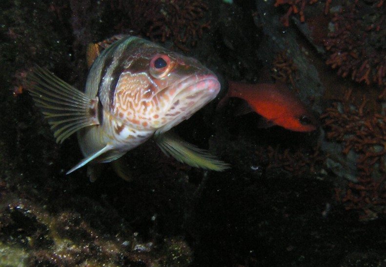 Serranus scriba